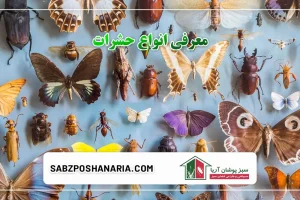 معرفی انواع حشرات