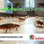 راه های از بین بردن سوسک کابینت