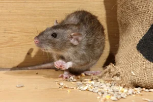 از بین بردن موش