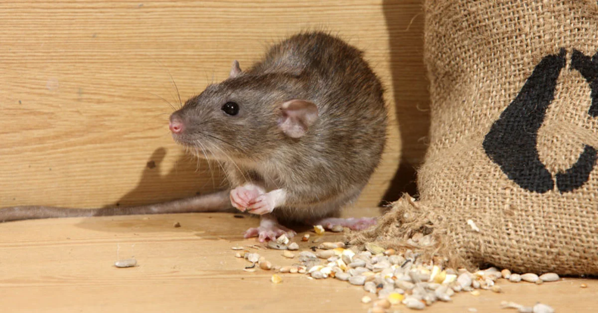 از بین بردن موش