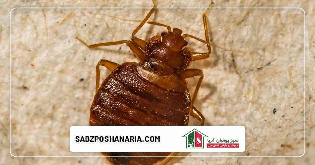 بهترین روش های پیشگیری از ساس
