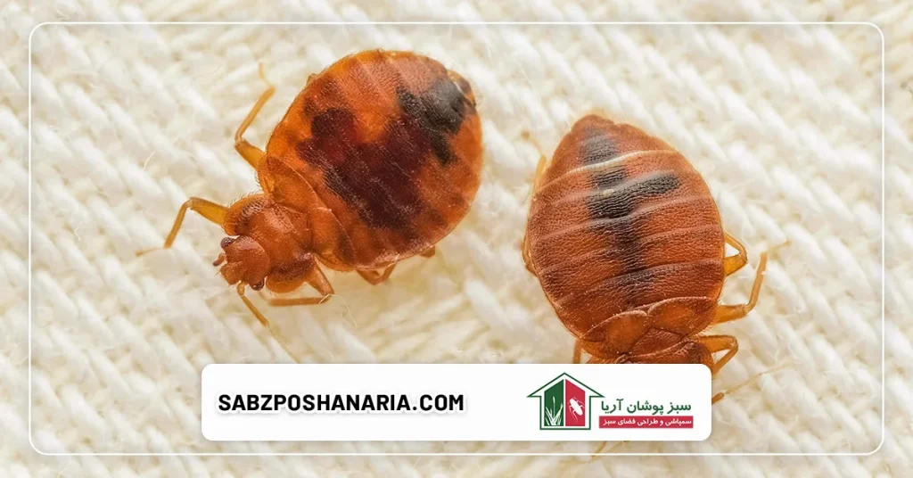 چه زمانی باید با سبزپوشان اریا تماس گرفت؟