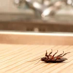 از بین بردن سوسک کابینت