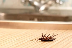 از بین بردن سوسک کابینت