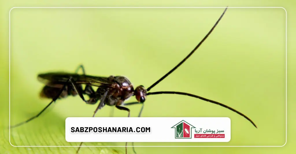 حشرات مزاحم و خطرناک برای محیط زندگی