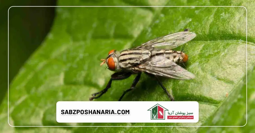 راه های طبیعی و خانگی مقابله با حشرات پرنده